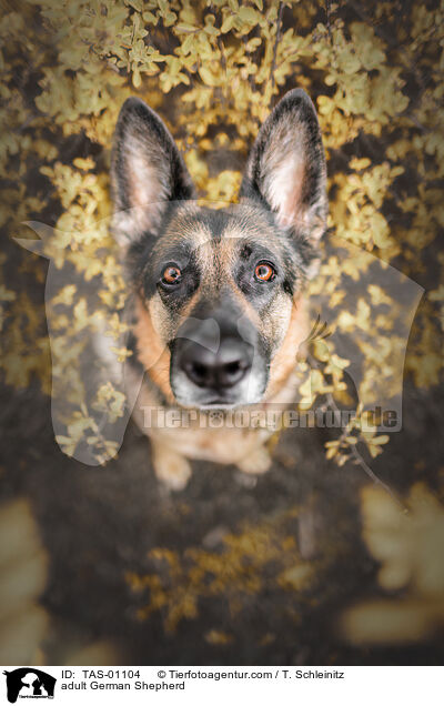 adult German Shepherd / TAS-01104