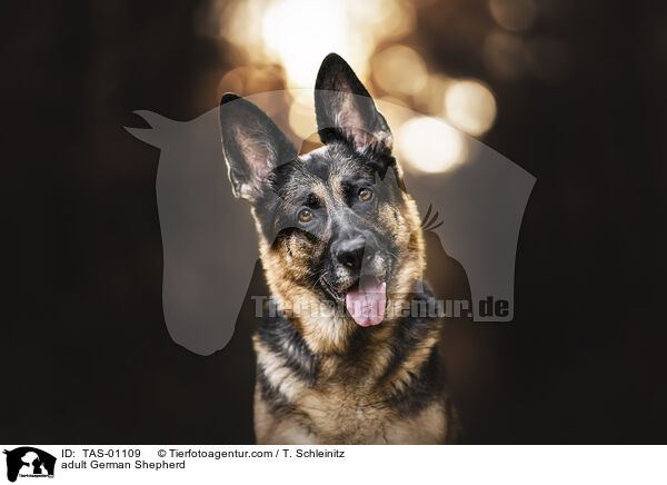 adult German Shepherd / TAS-01109
