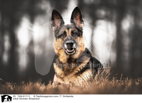 adult German Shepherd / TAS-01111