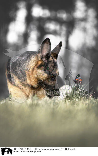adult German Shepherd / TAS-01112