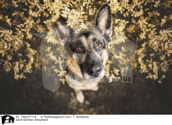 adult German Shepherd / TAS-01114