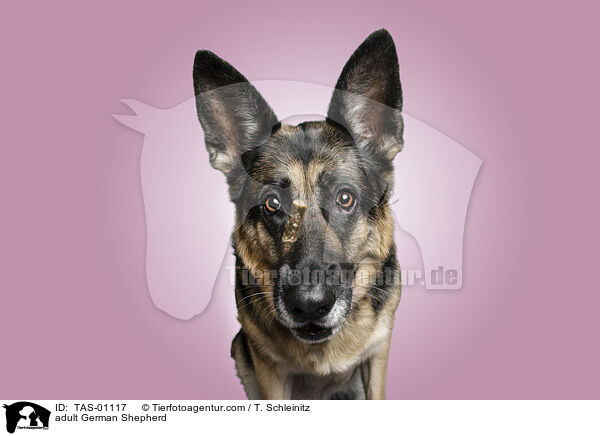 adult German Shepherd / TAS-01117