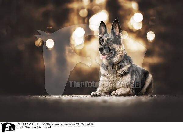 adult German Shepherd / TAS-01119