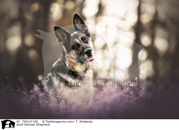 adult German Shepherd / TAS-01126