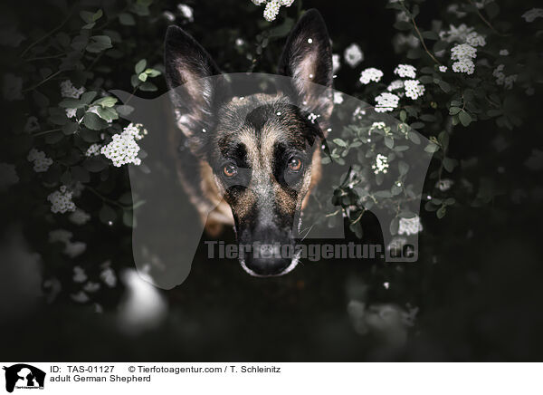 adult German Shepherd / TAS-01127