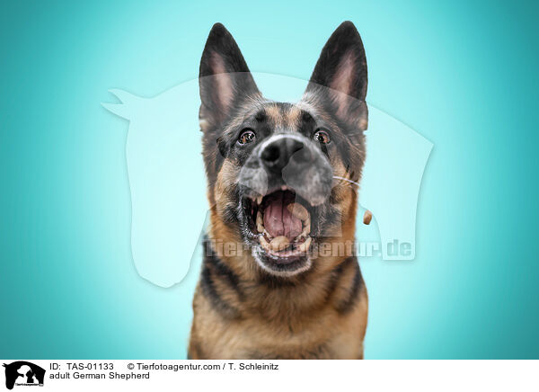 erwachsener Deutscher Schferhund / adult German Shepherd / TAS-01133
