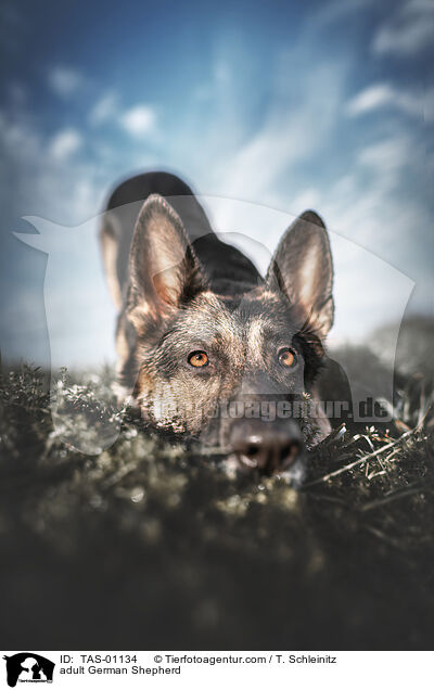 adult German Shepherd / TAS-01134
