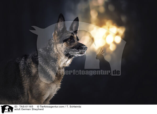 adult German Shepherd / TAS-01165