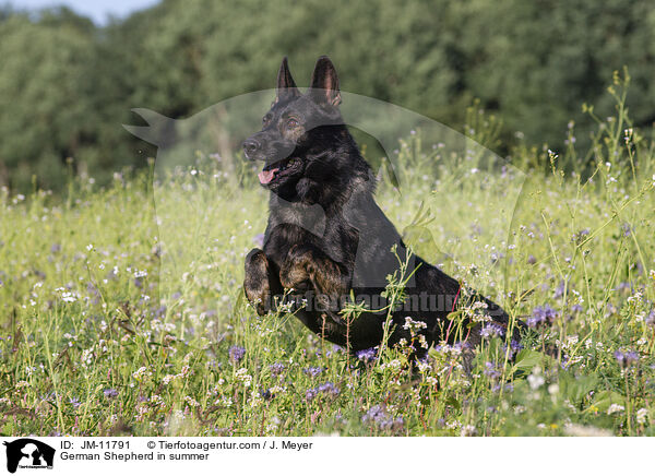 German Shepherd in summer / JM-11791