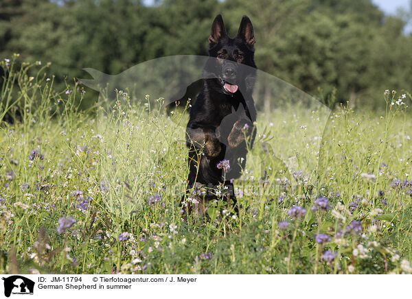 German Shepherd in summer / JM-11794