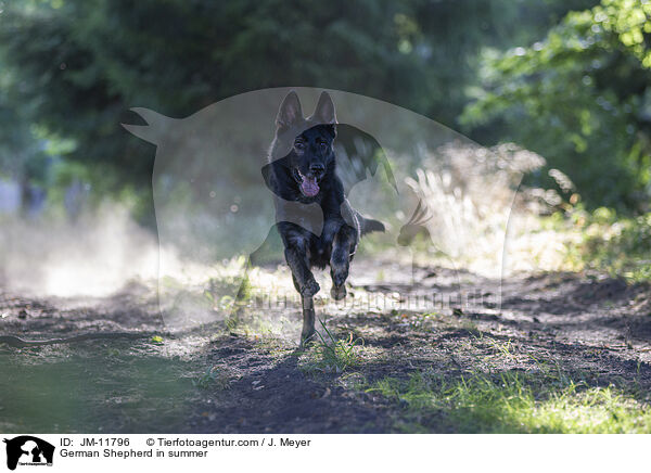 Deutscher Schferhund im Sommer / German Shepherd in summer / JM-11796