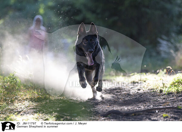 Deutscher Schferhund im Sommer / German Shepherd in summer / JM-11797