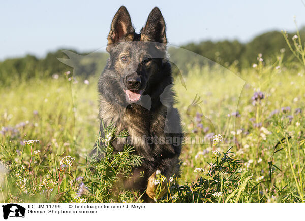 German Shepherd in summer / JM-11799