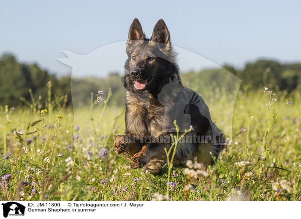 German Shepherd in summer / JM-11800