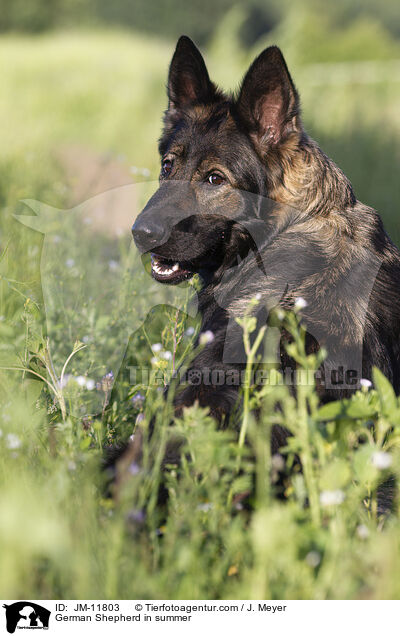 German Shepherd in summer / JM-11803