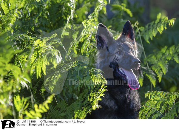 German Shepherd in summer / JM-11806