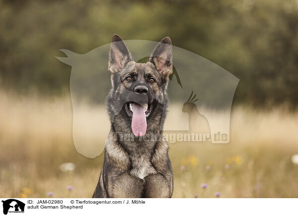 adult German Shepherd / JAM-02980
