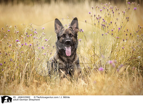 adult German Shepherd / JAM-02982