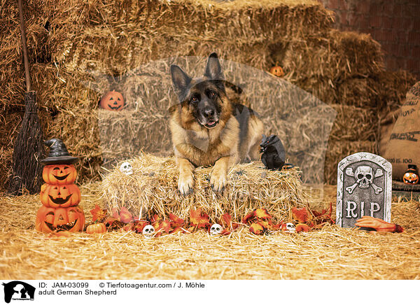 adult German Shepherd / JAM-03099