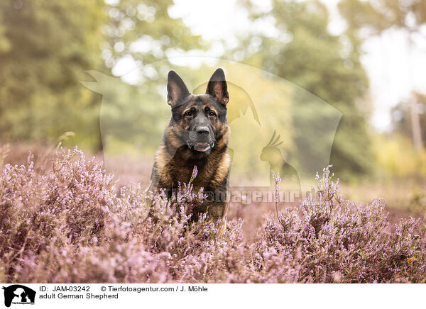 ausgewachsener Deutscher Schferhund / adult German Shepherd / JAM-03242