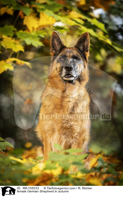 female German Shepherd in autumn / RR-105033