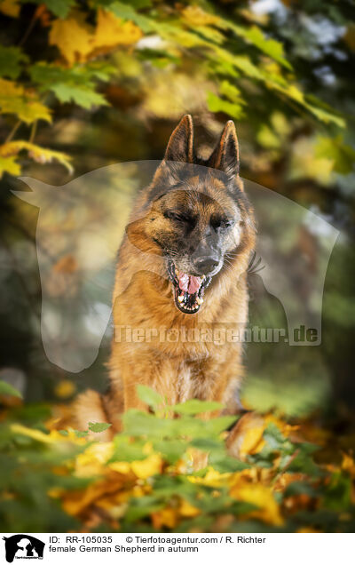 female German Shepherd in autumn / RR-105035