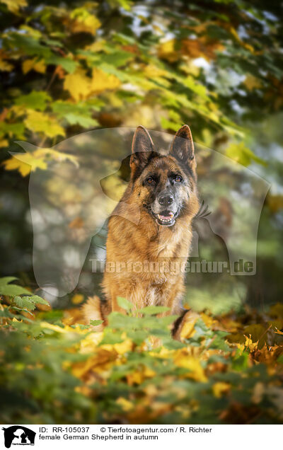 female German Shepherd in autumn / RR-105037