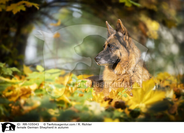 female German Shepherd in autumn / RR-105043