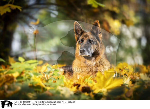 female German Shepherd in autumn / RR-105044