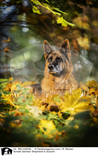 female German Shepherd in autumn / RR-105048