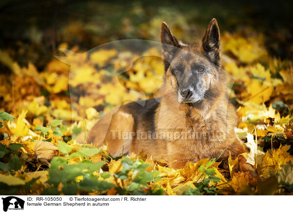 female German Shepherd in autumn / RR-105050
