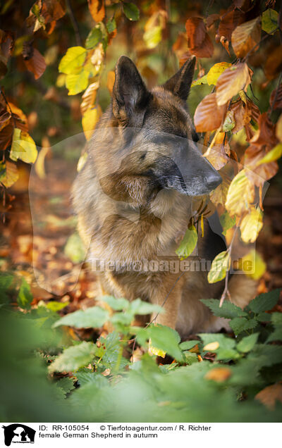 female German Shepherd in autumn / RR-105054