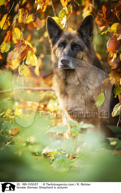 female German Shepherd in autumn / RR-105057