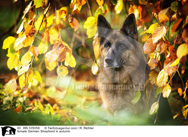 female German Shepherd in autumn / RR-105058