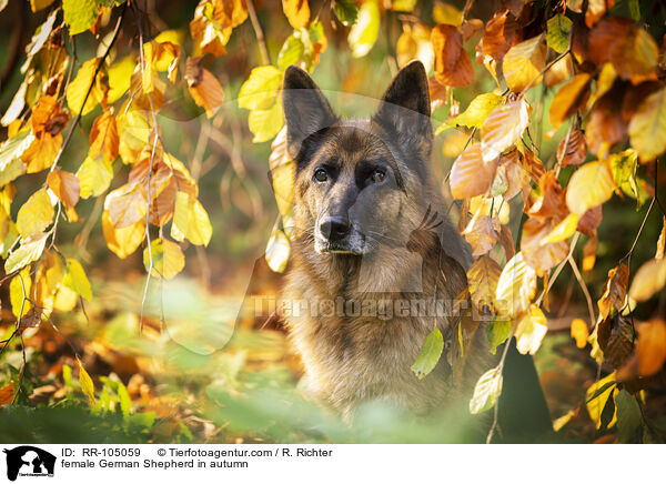 female German Shepherd in autumn / RR-105059