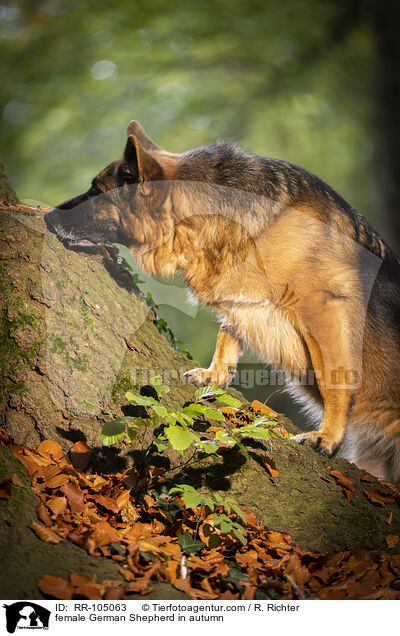 female German Shepherd in autumn / RR-105063
