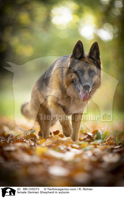 female German Shepherd in autumn / RR-105073