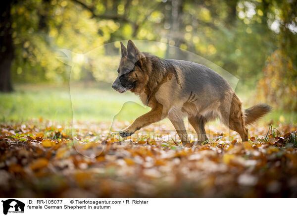 female German Shepherd in autumn / RR-105077