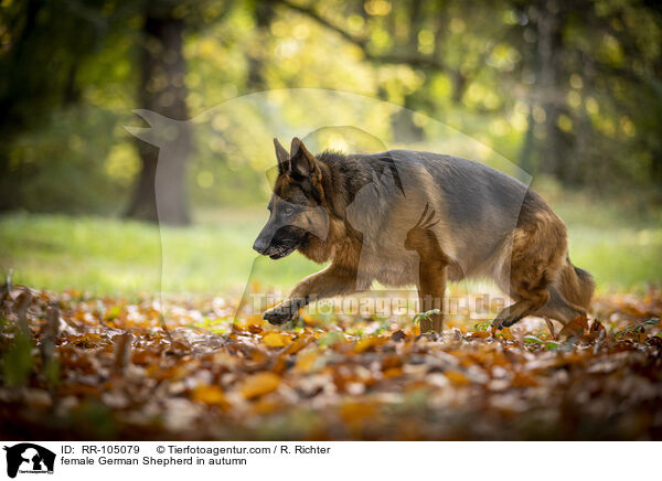female German Shepherd in autumn / RR-105079