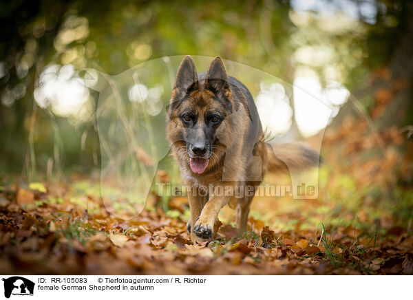 female German Shepherd in autumn / RR-105083