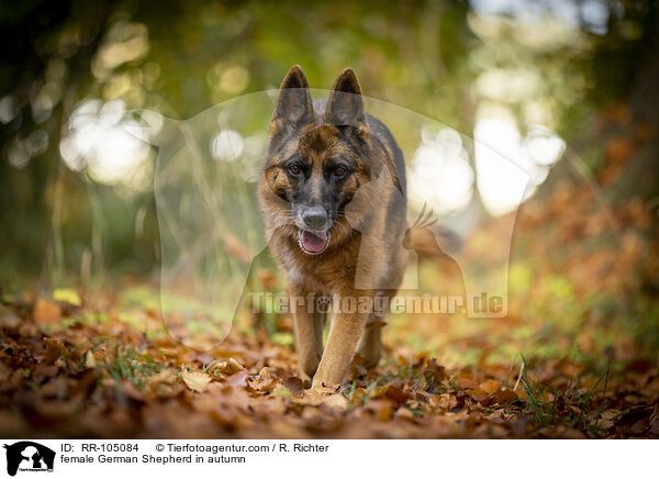 female German Shepherd in autumn / RR-105084