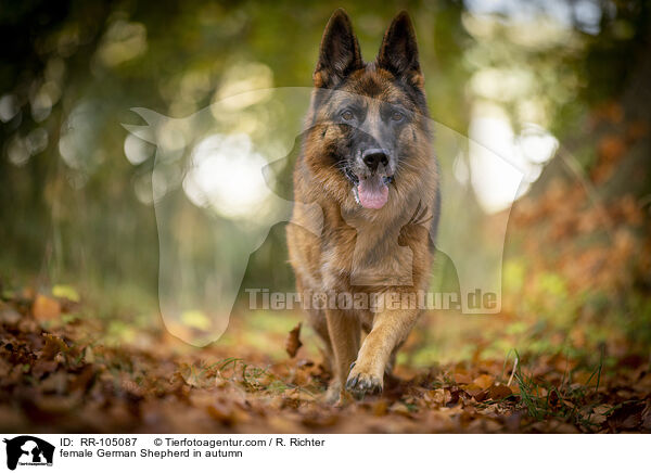 female German Shepherd in autumn / RR-105087
