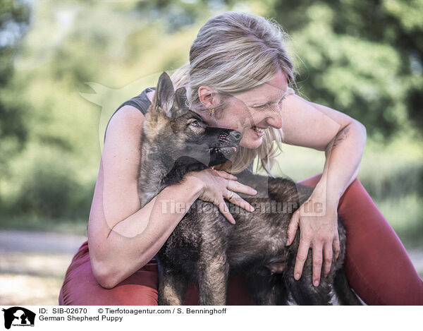 German Shepherd Puppy / SIB-02670
