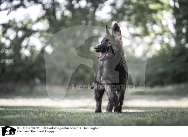 German Shepherd Puppy / SIB-02672