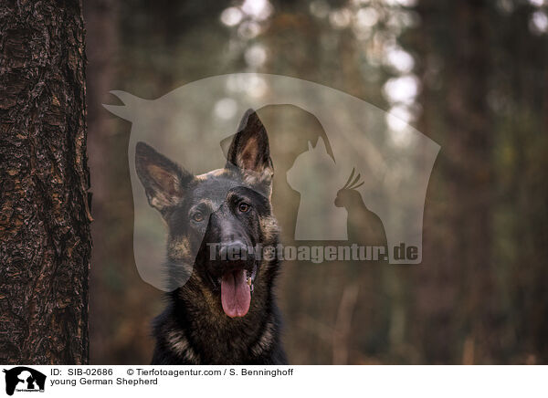 junger Deutscher Schferhund / young German Shepherd / SIB-02686