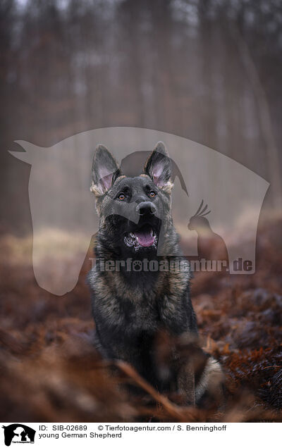 young German Shepherd / SIB-02689