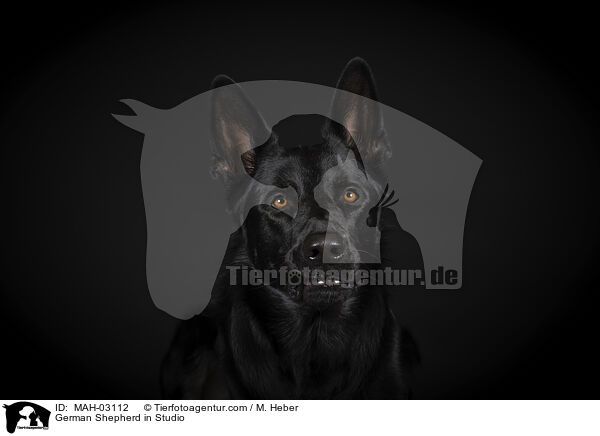 German Shepherd in Studio / MAH-03112