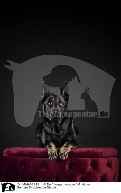 German Shepherd in Studio / MAH-03113