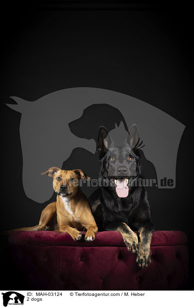2 dogs / MAH-03124