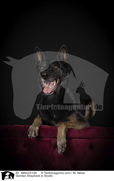 German Shepherd in Studio / MAH-03126